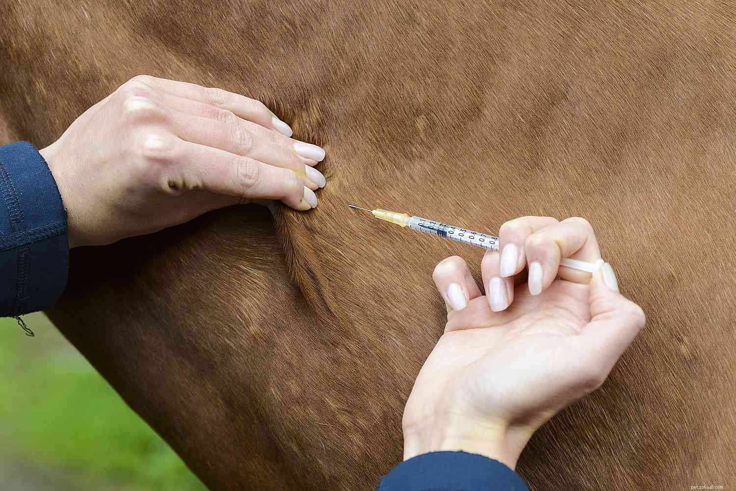 Understanding Sudden Equine Death: Common Causes & Prevention