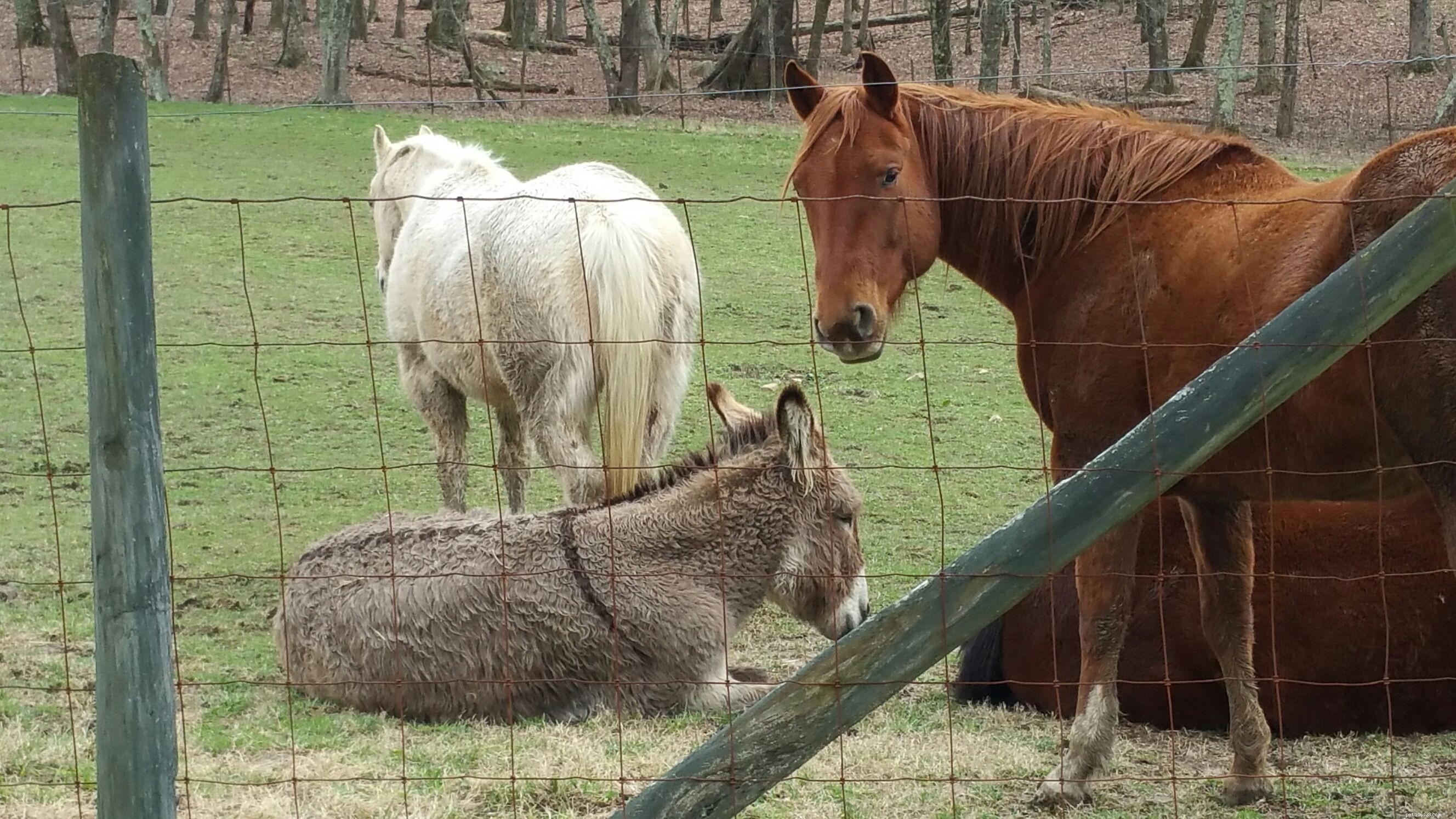 Understanding Sudden Equine Death: Common Causes & Prevention