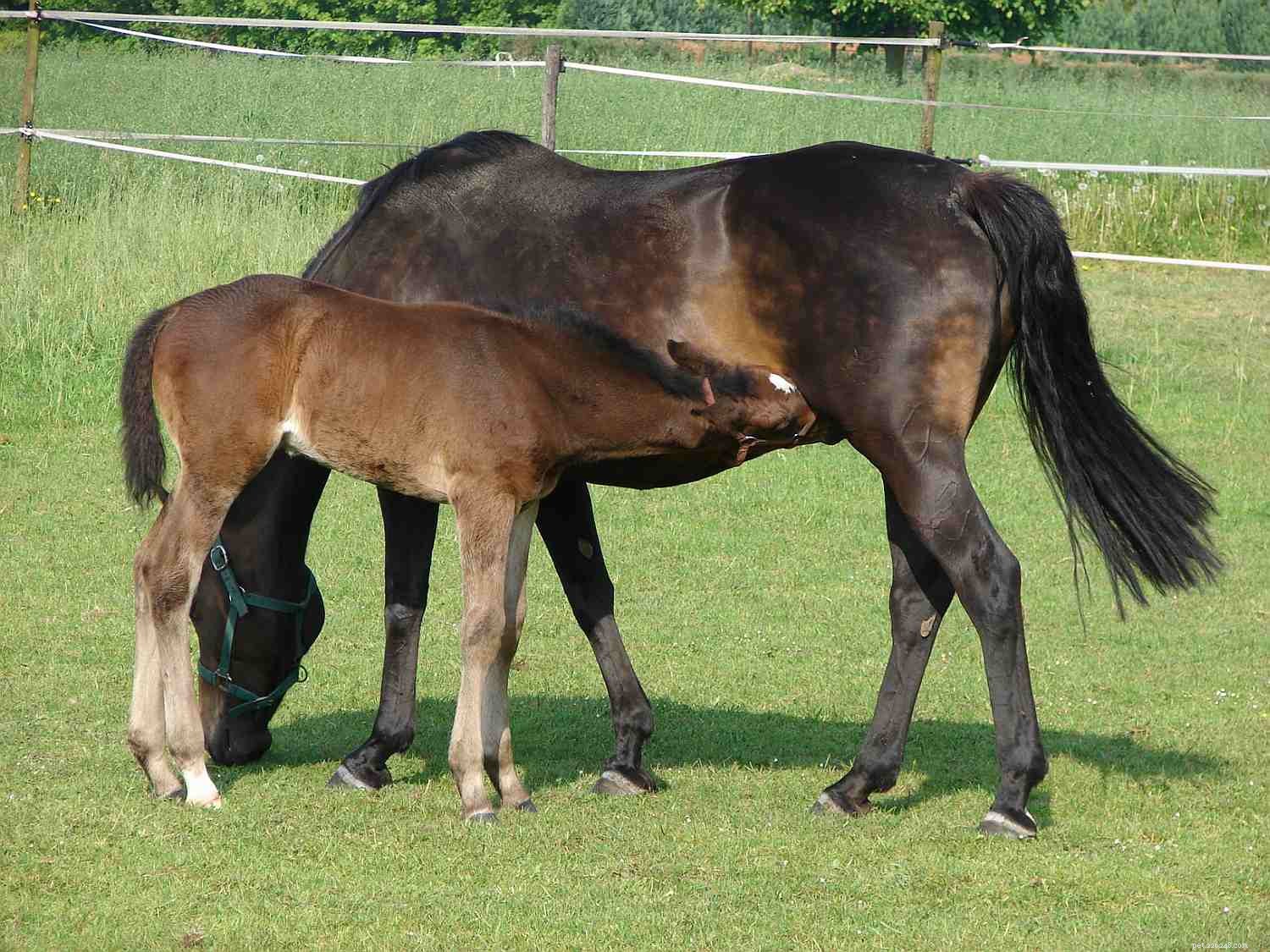 Understanding Sudden Equine Death: Common Causes & Prevention