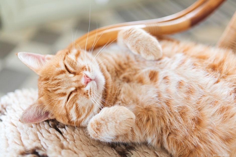 Signs Your Cat Is Truly Happy: A Guide for Cat Parents