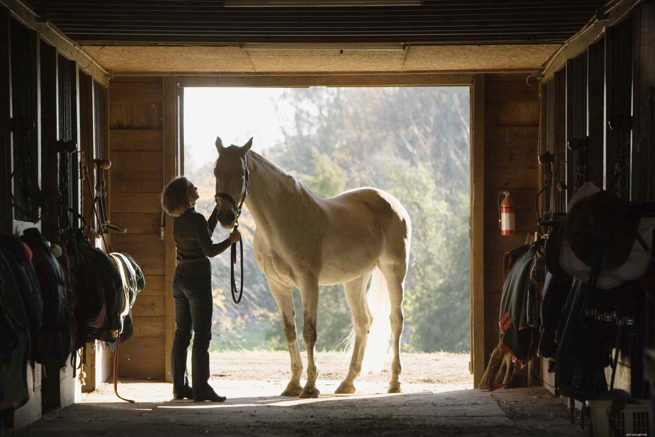 Master Safe Horse Riding: Expert Tips for Beginners