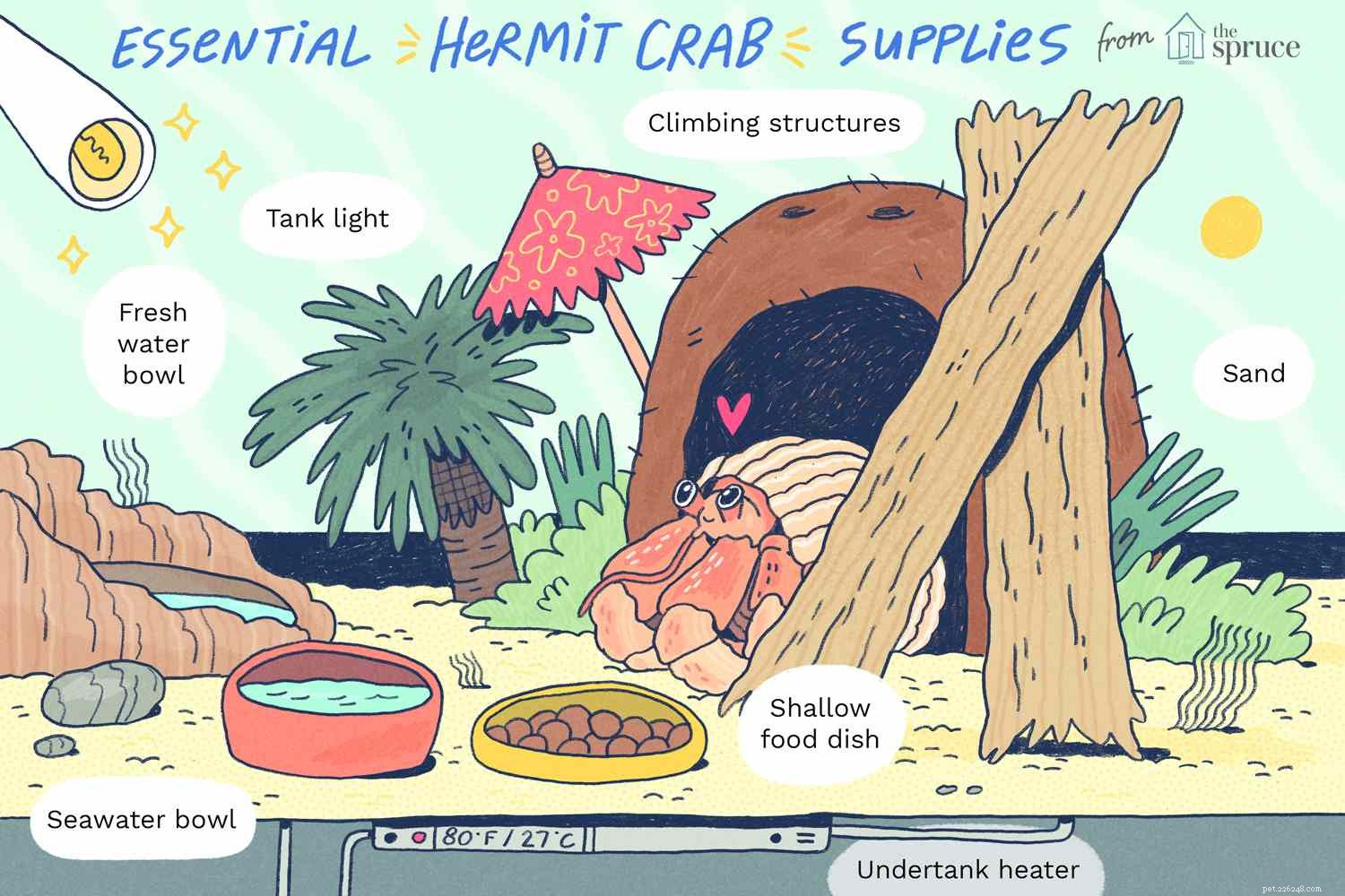 Guide to Building a Comfortable Hermit Crab Habitat: Temperature, Humidity, and Substrate