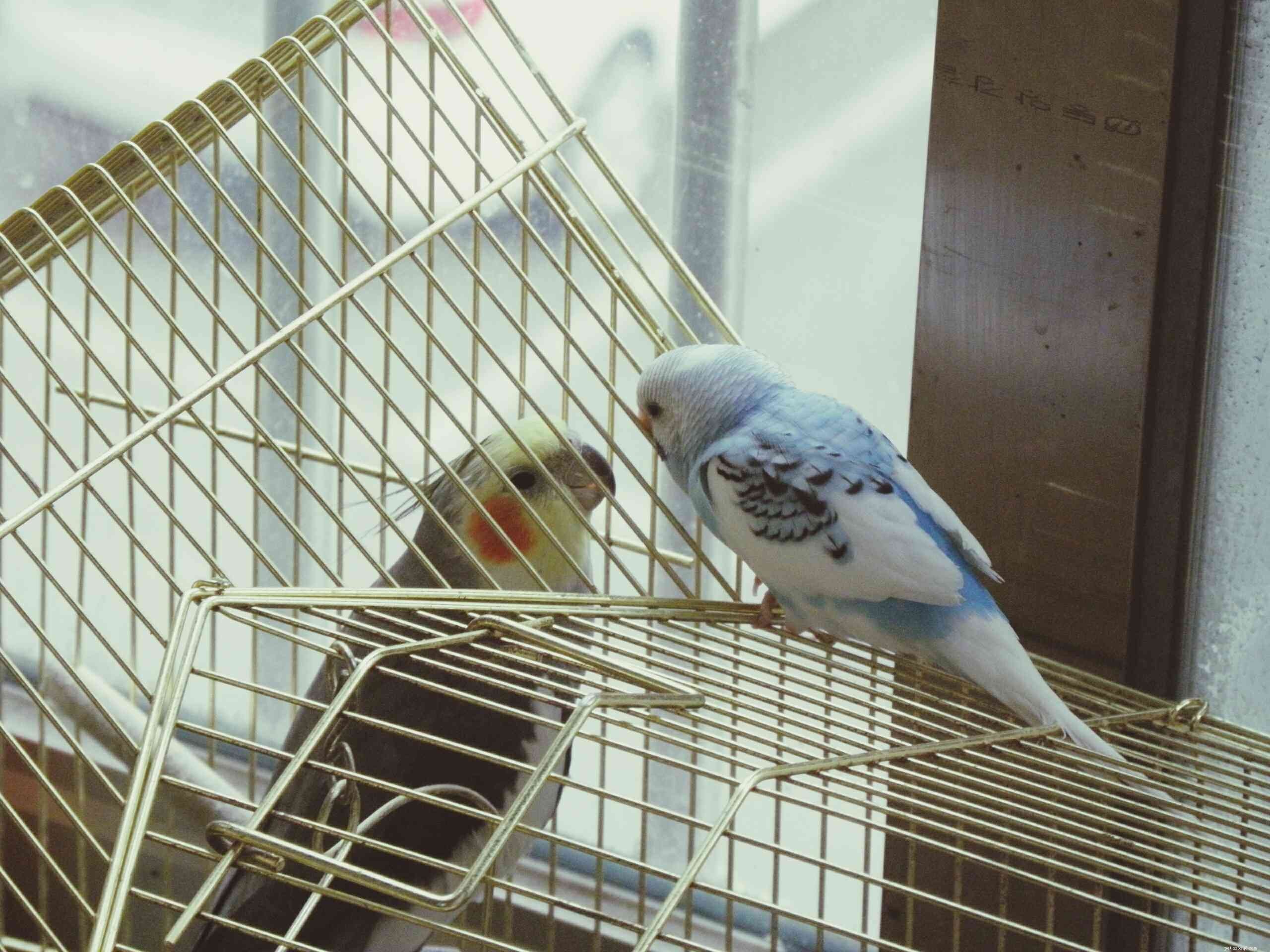 How to Quickly Find Your Lost Pet Bird: Proven Steps & Tips