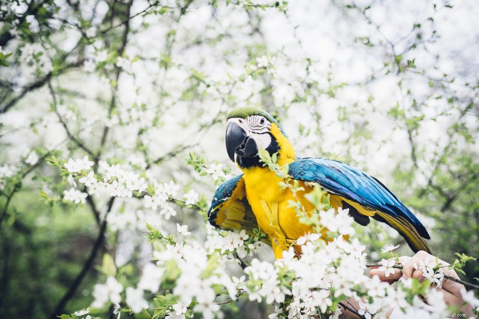 How to Quickly Find Your Lost Pet Bird: Proven Steps & Tips