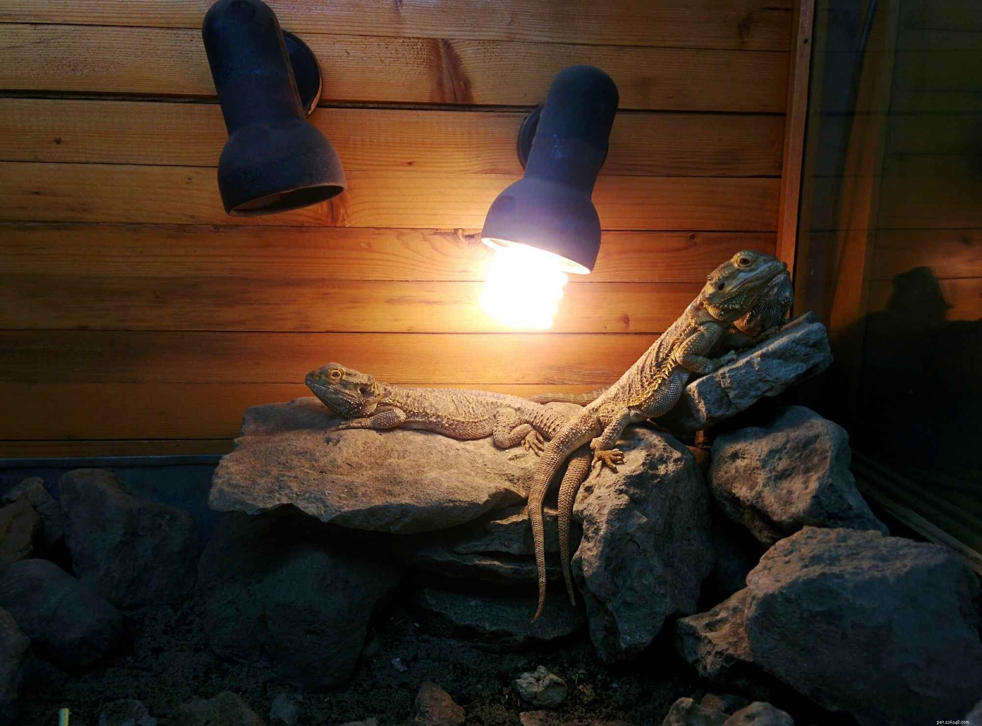 Design an Optimal Thermal Gradient for Your Pet Reptile’s Health and Comfort