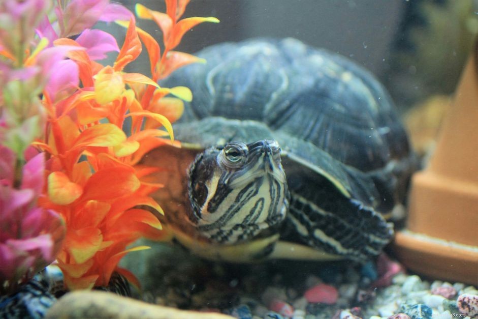 Design an Optimal Thermal Gradient for Your Pet Reptile’s Health and Comfort