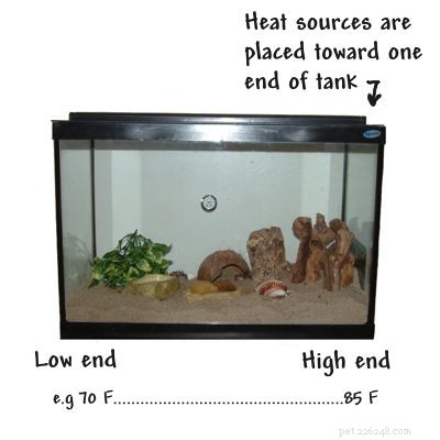 Design an Optimal Thermal Gradient for Your Pet Reptile’s Health and Comfort