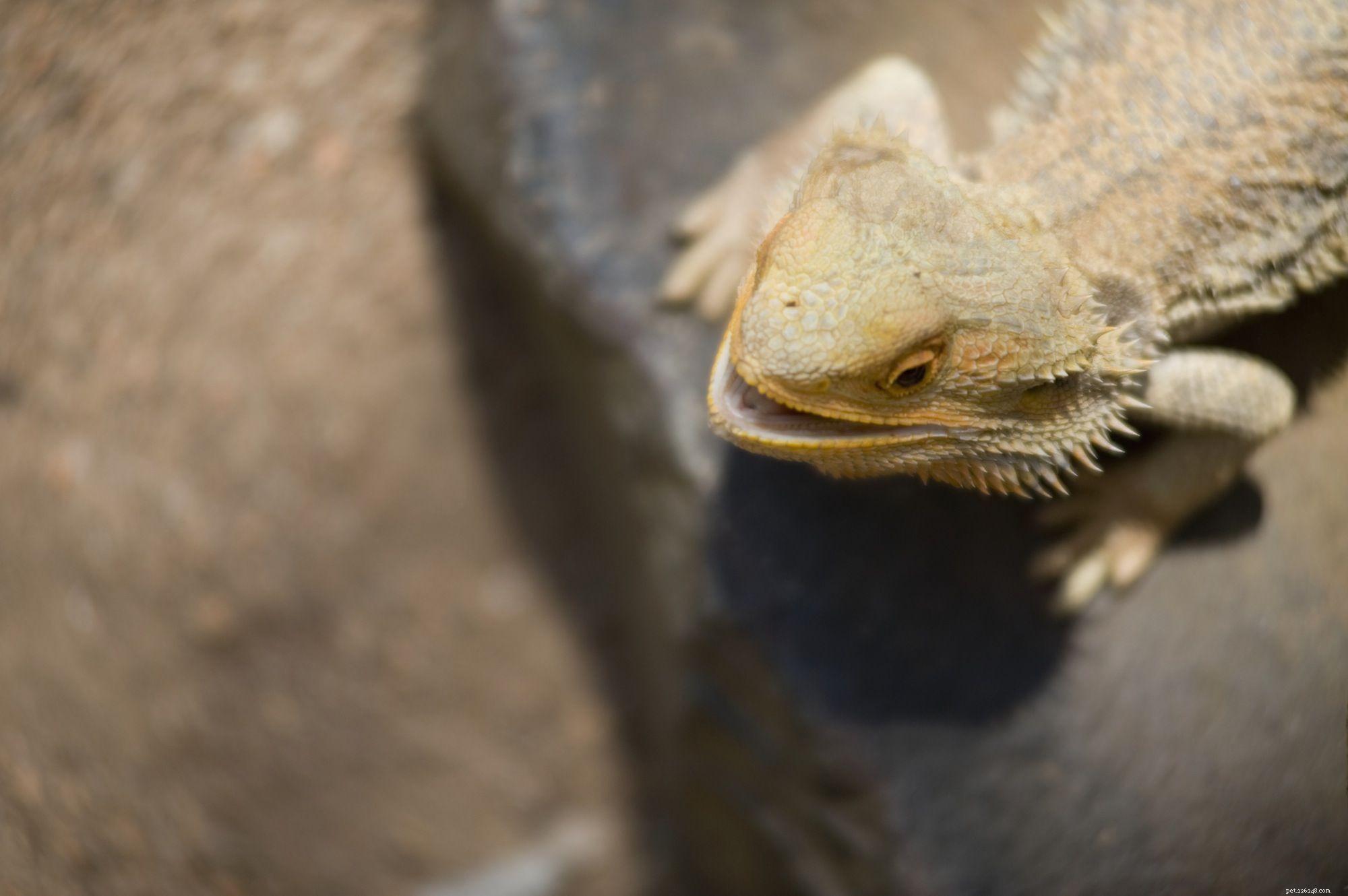 Design an Optimal Thermal Gradient for Your Pet Reptile’s Health and Comfort