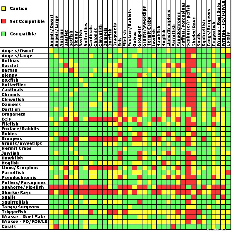 Ultimate Saltwater Fish Compatibility Guide