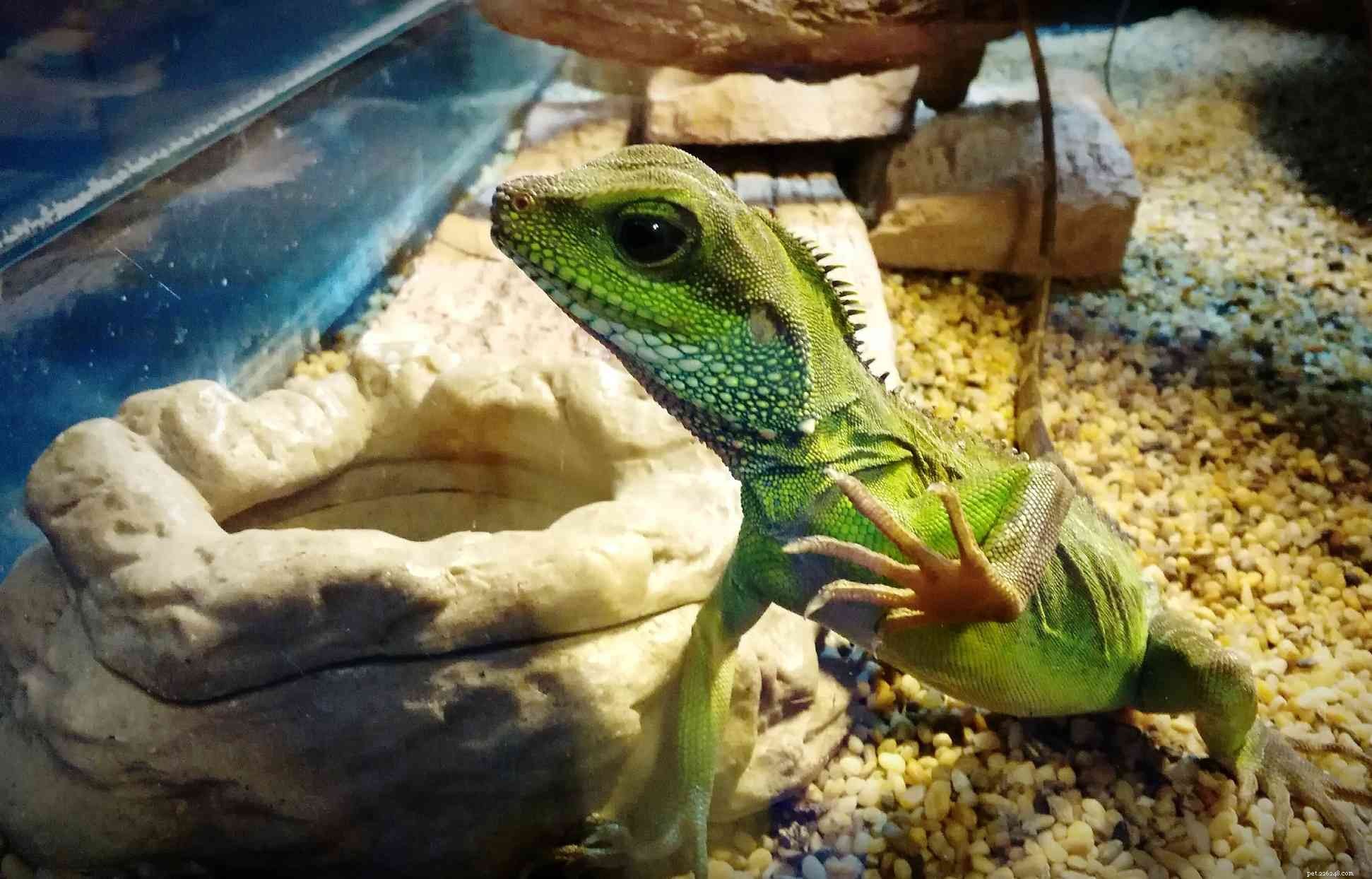 Design an Optimal Thermal Gradient for Your Pet Reptile’s Health and Comfort