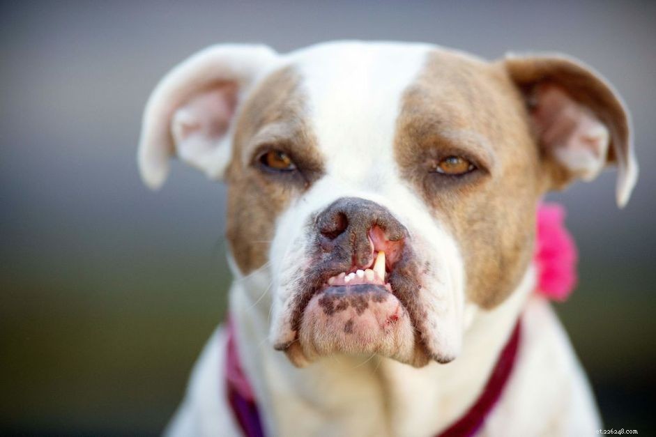Understanding and Caring for Dogs with Cleft Palates