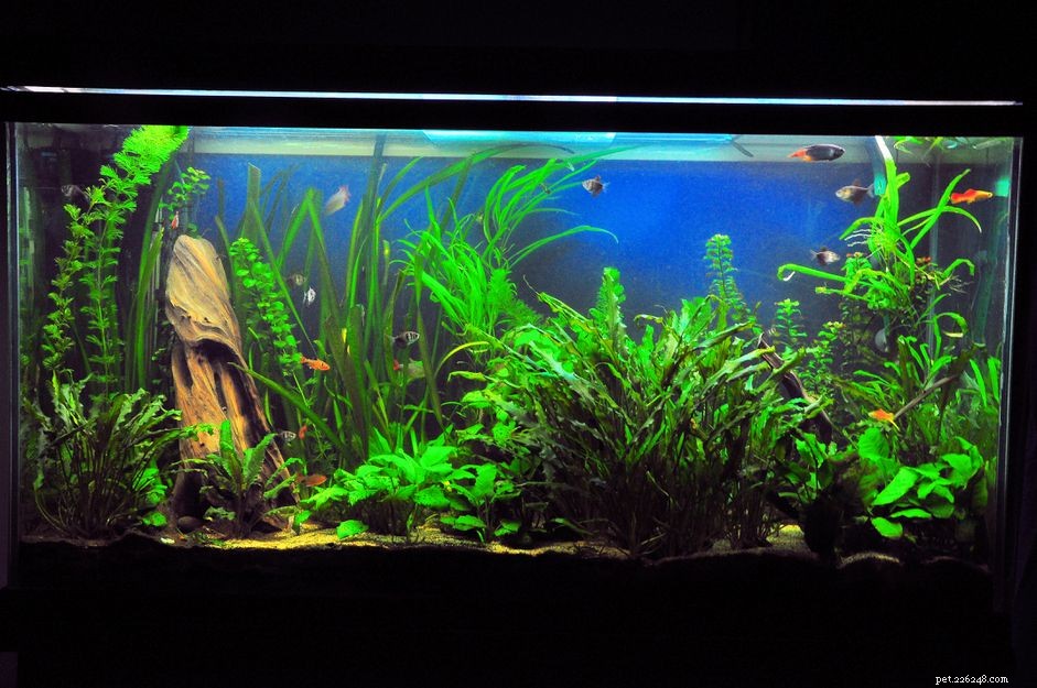Expert Guide to Ideal Tank Levels for Community Fish