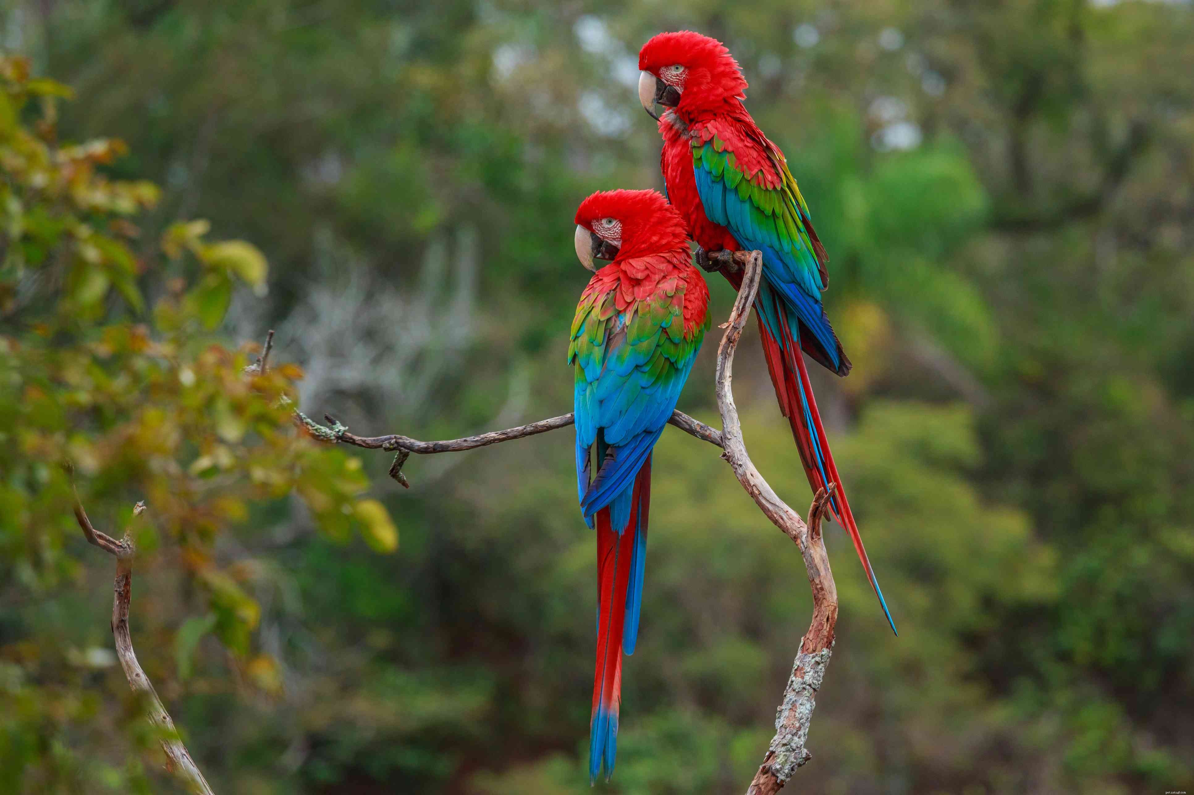 Top 8 Large Pet Birds: A Trusted Guide to the Most Popular Species