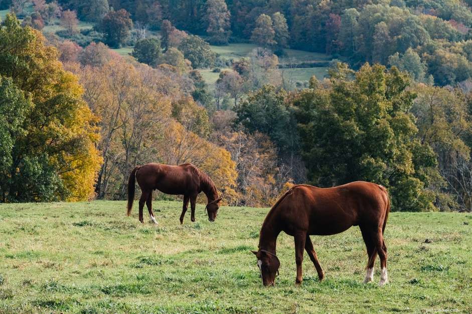 Selenium in Horses: Importance, Sources, and Health Implications