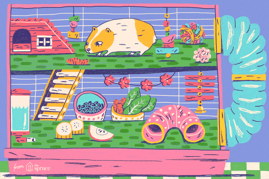 Choosing the Right Home: 4 Essential Guinea Pig Cage Types