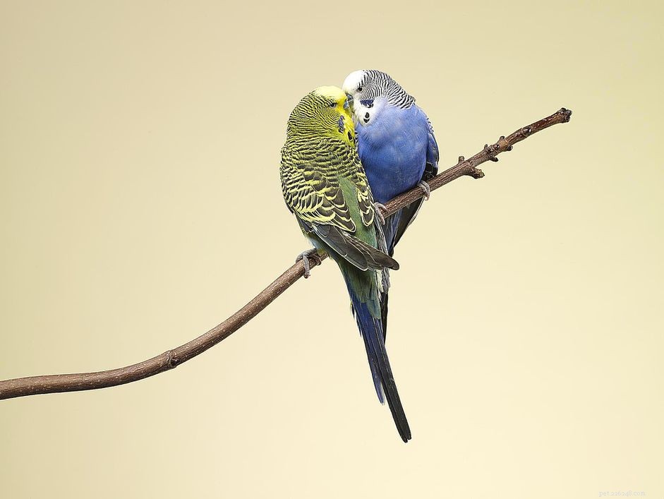 Essential Guide to Parakeet Breeding: Tips for Successful Rearing