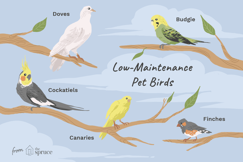 Top 8 Low‑Maintenance Pet Birds for Easy Care