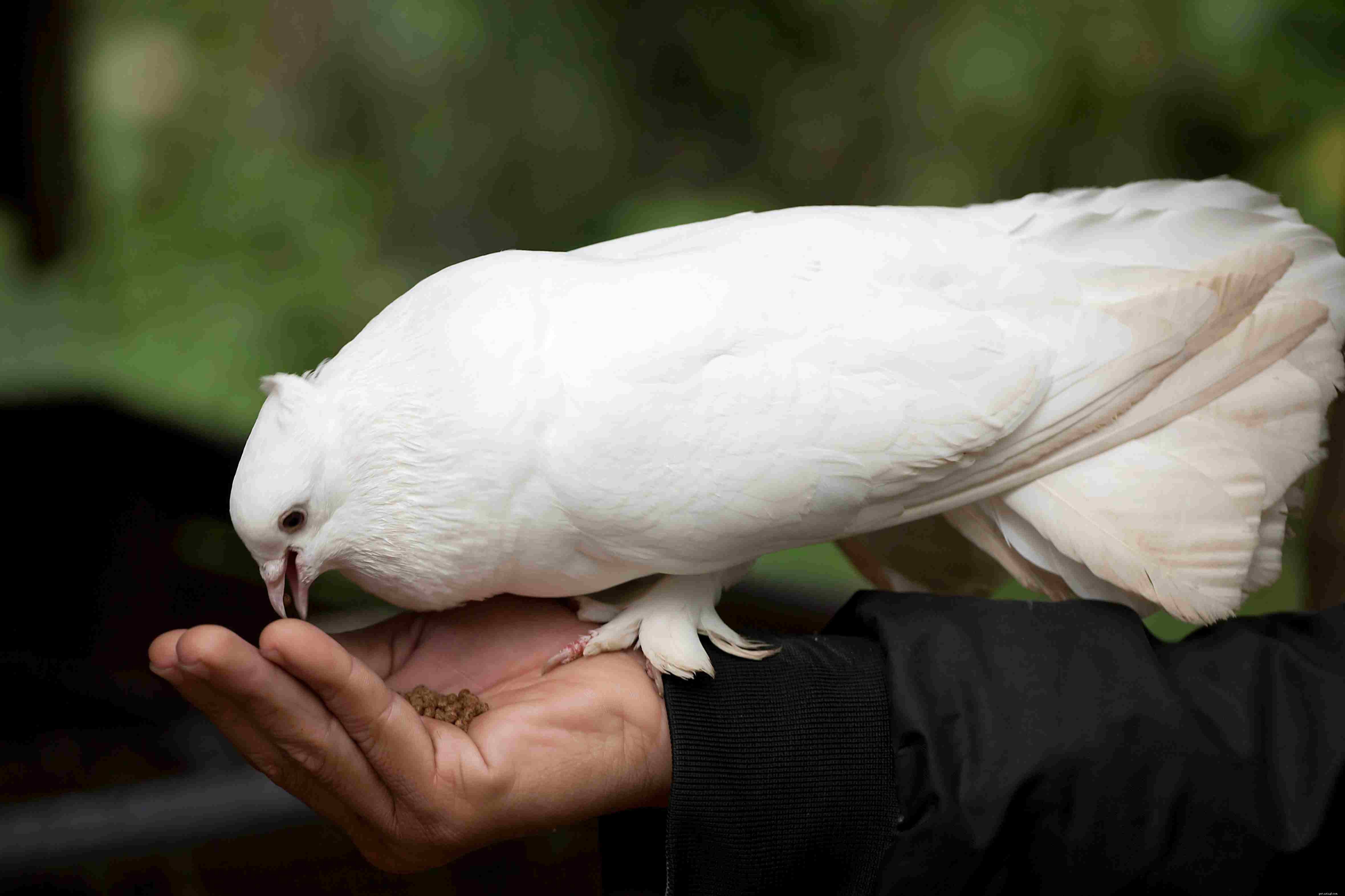 Top 8 Low‑Maintenance Pet Birds for Easy Care