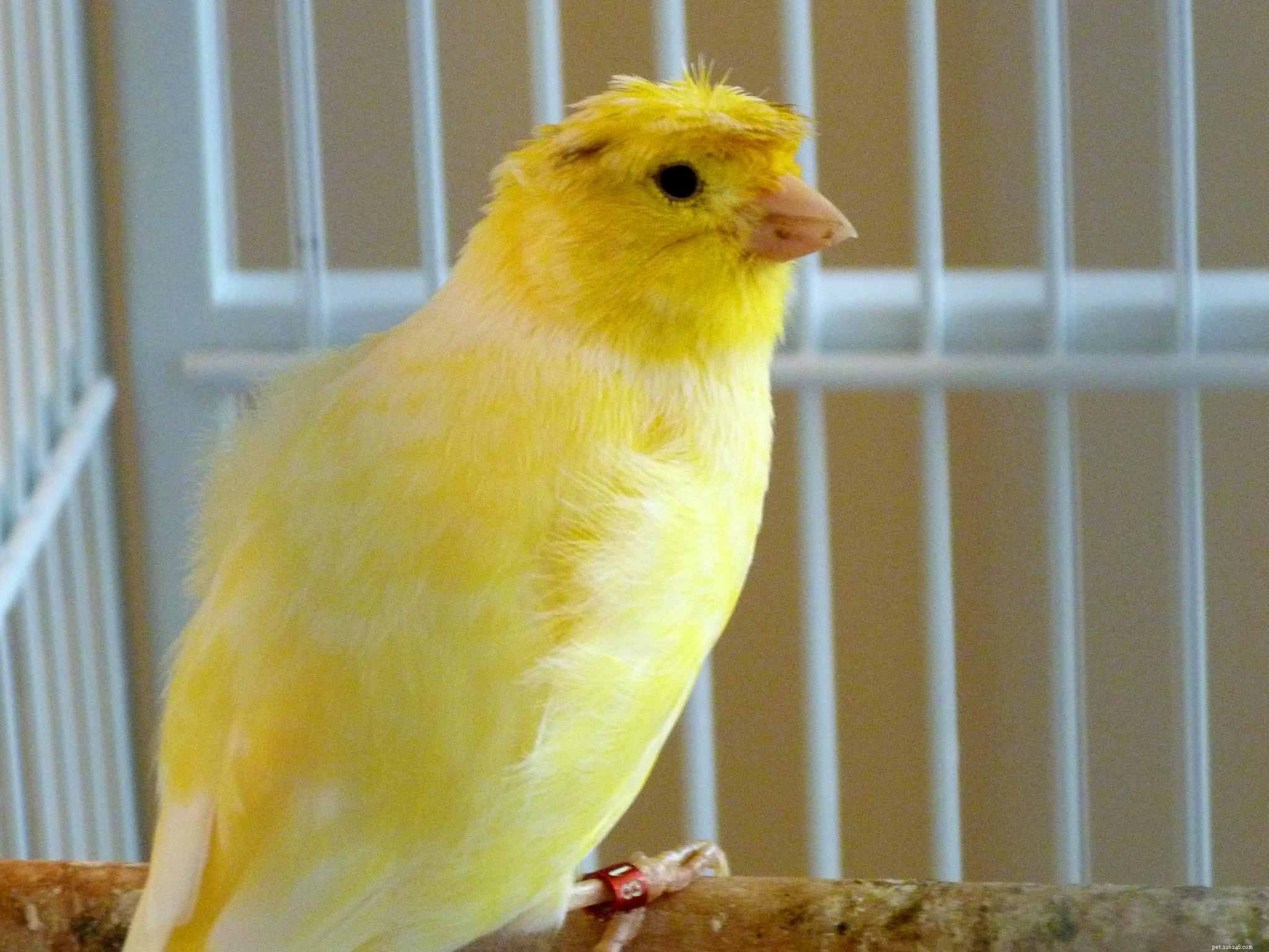 Top 8 Low‑Maintenance Pet Birds for Easy Care