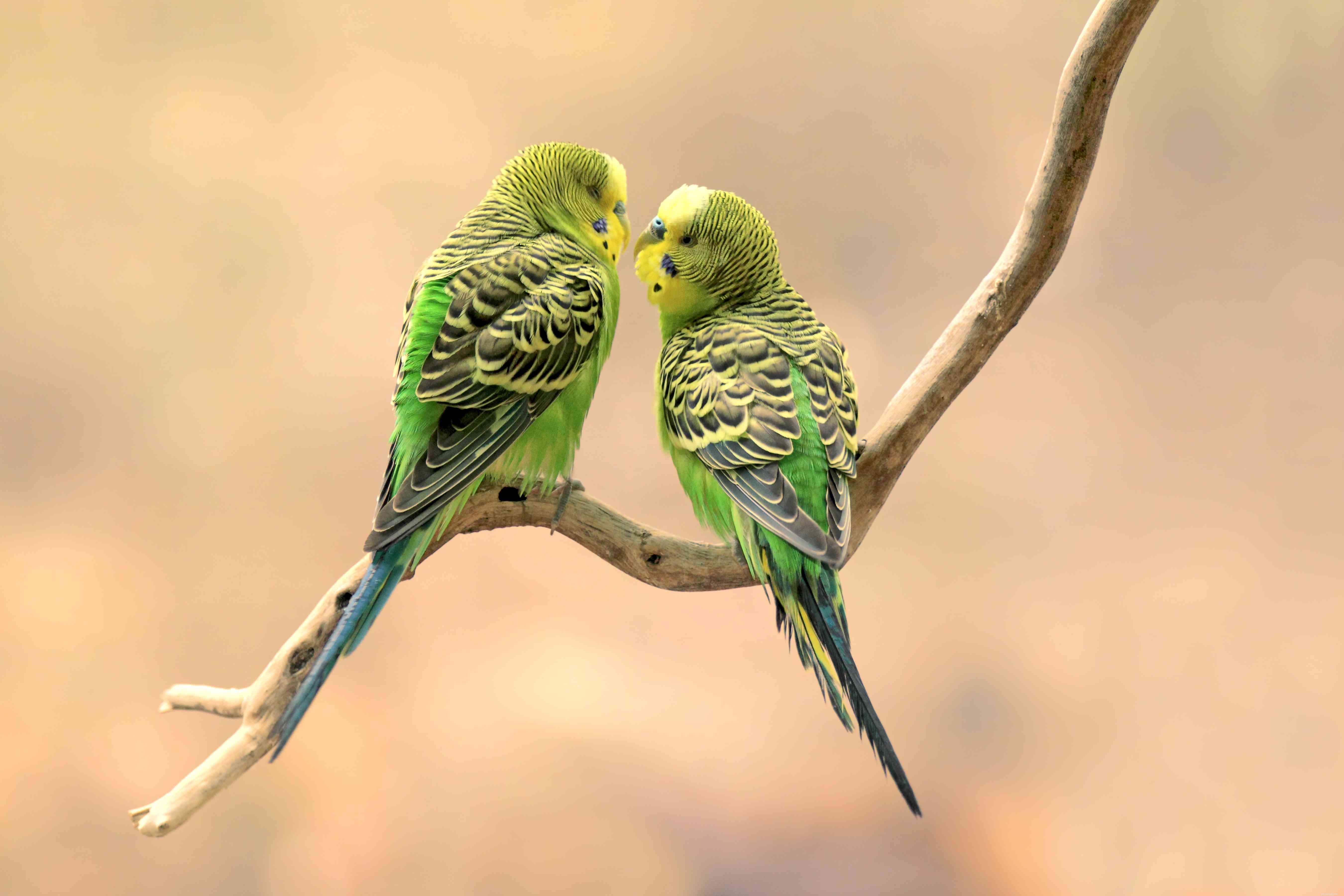 Top 8 Low‑Maintenance Pet Birds for Easy Care