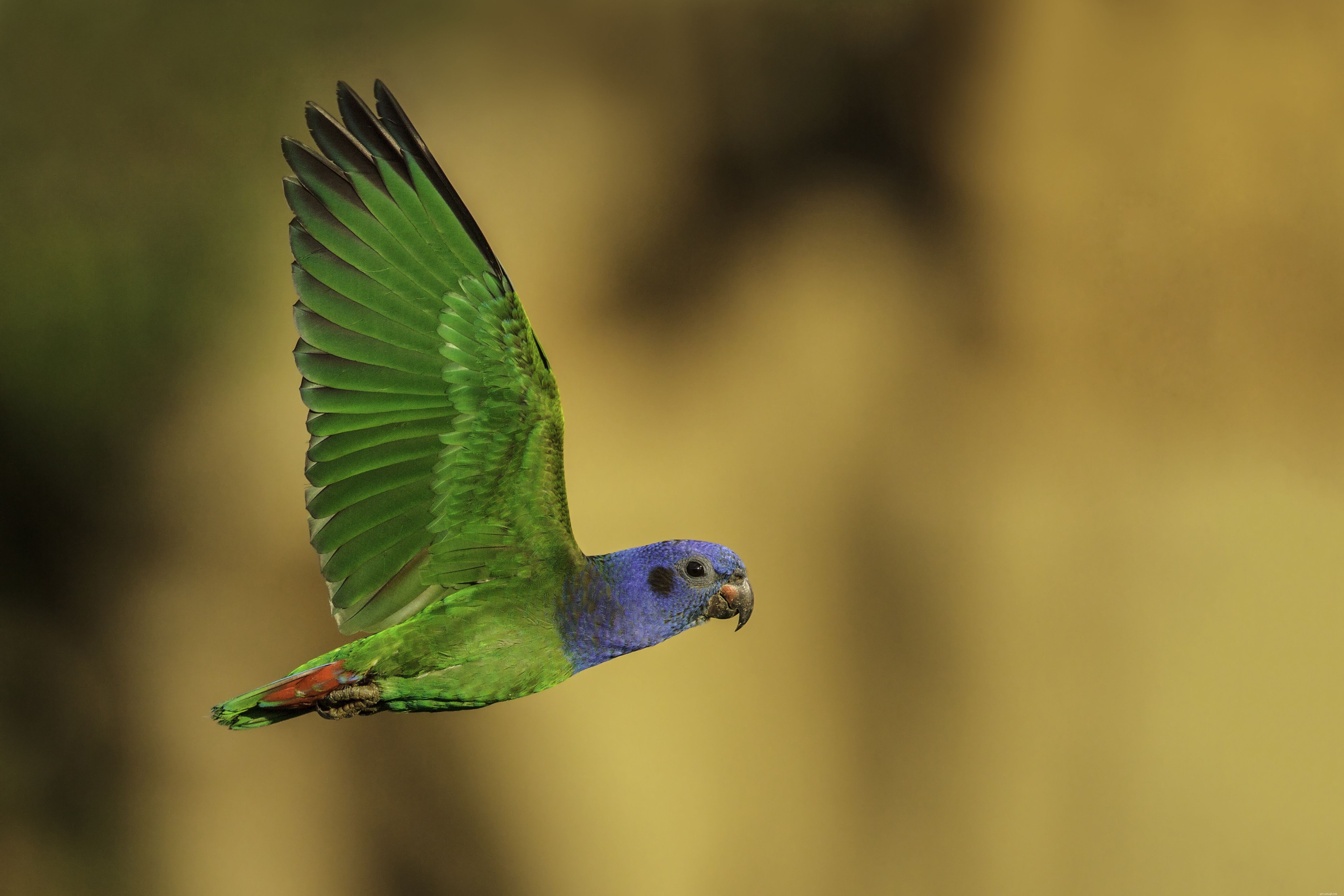Top 8 Low‑Maintenance Pet Birds for Easy Care