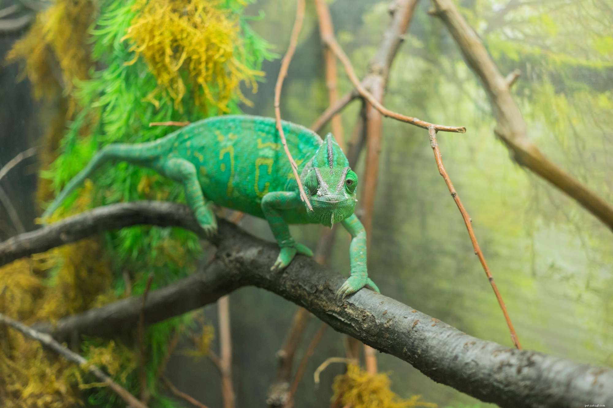 How Chameleons Change Color: Biology, Mechanisms, and Human Applications