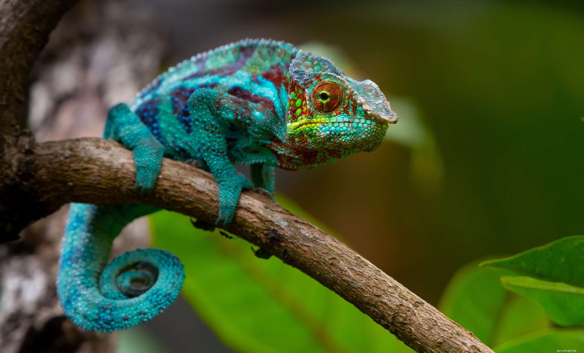How Chameleons Change Color: Biology, Mechanisms, and Human Applications