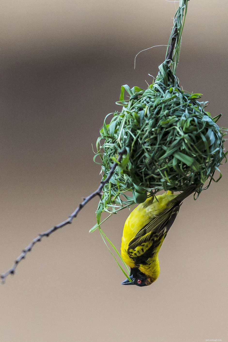 Why Birds Hang Upside Down: A Natural Sign of Comfort & Health