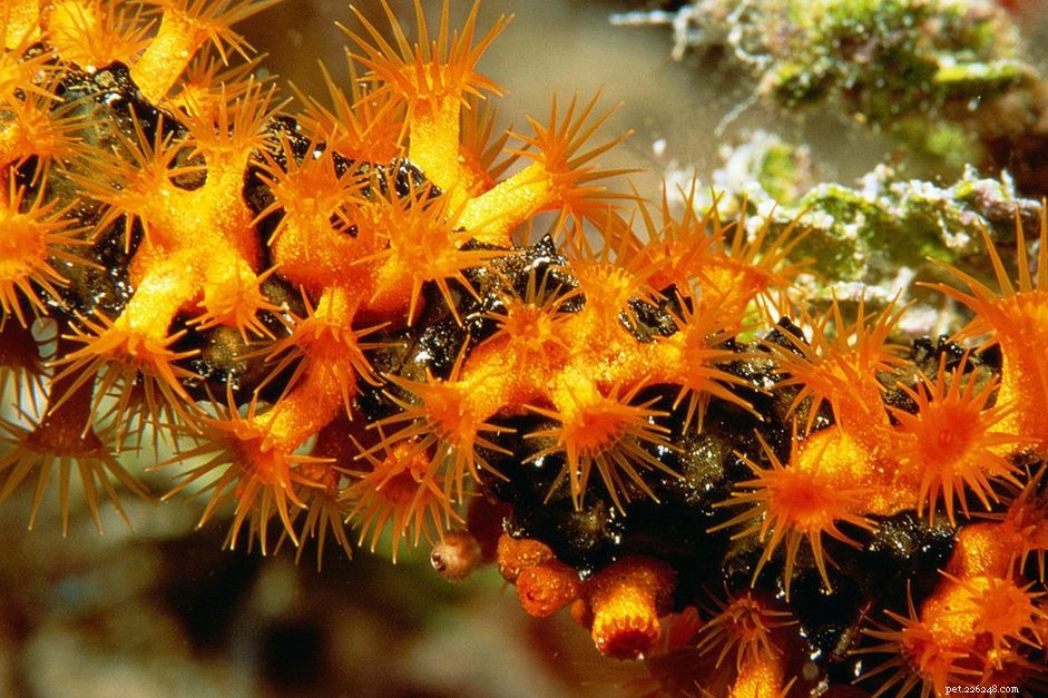 The Four Essential Needs for Coral Survival: Water Quality, Food, Light, and Flow