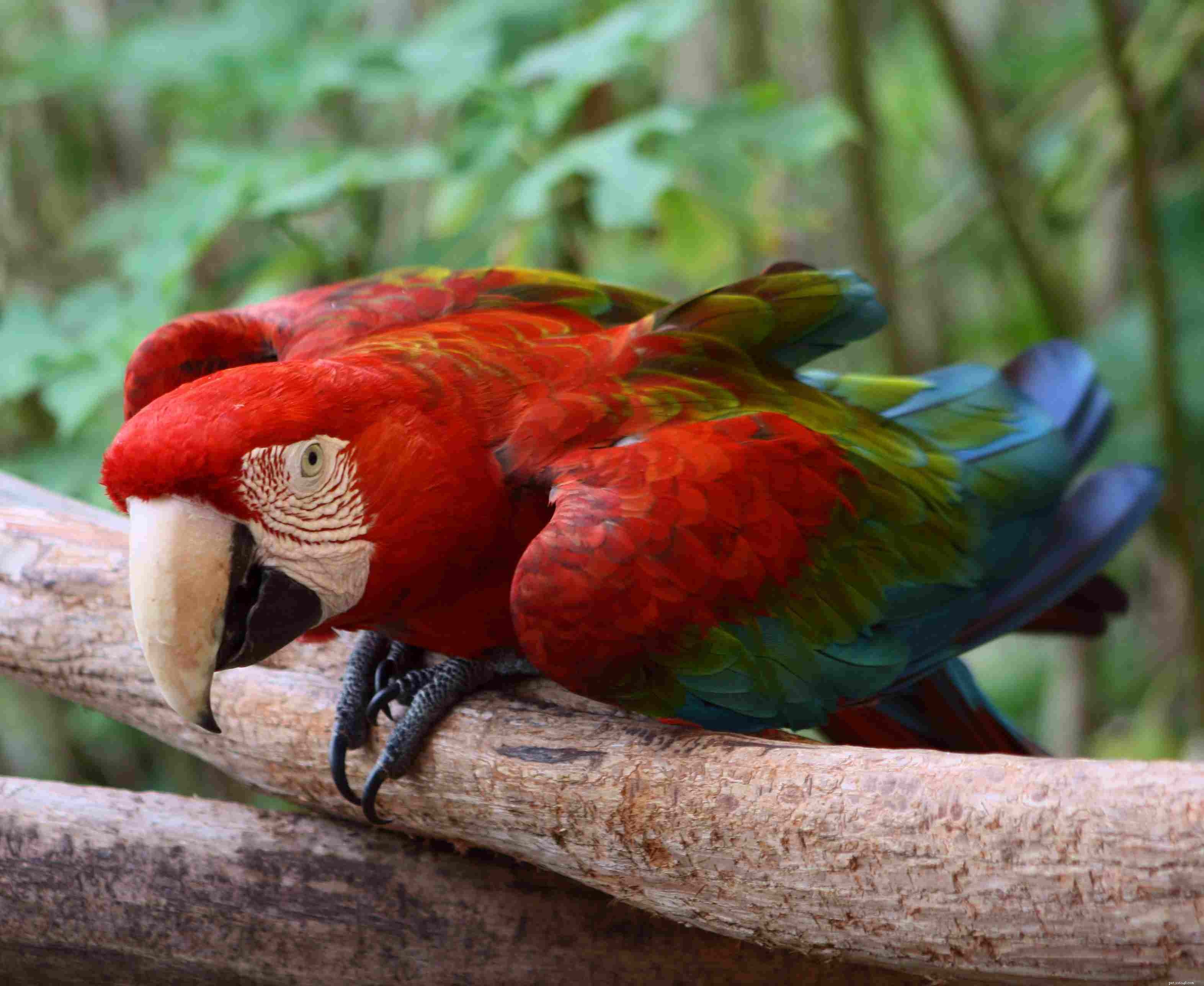 8 Best Red Birds for Your Home