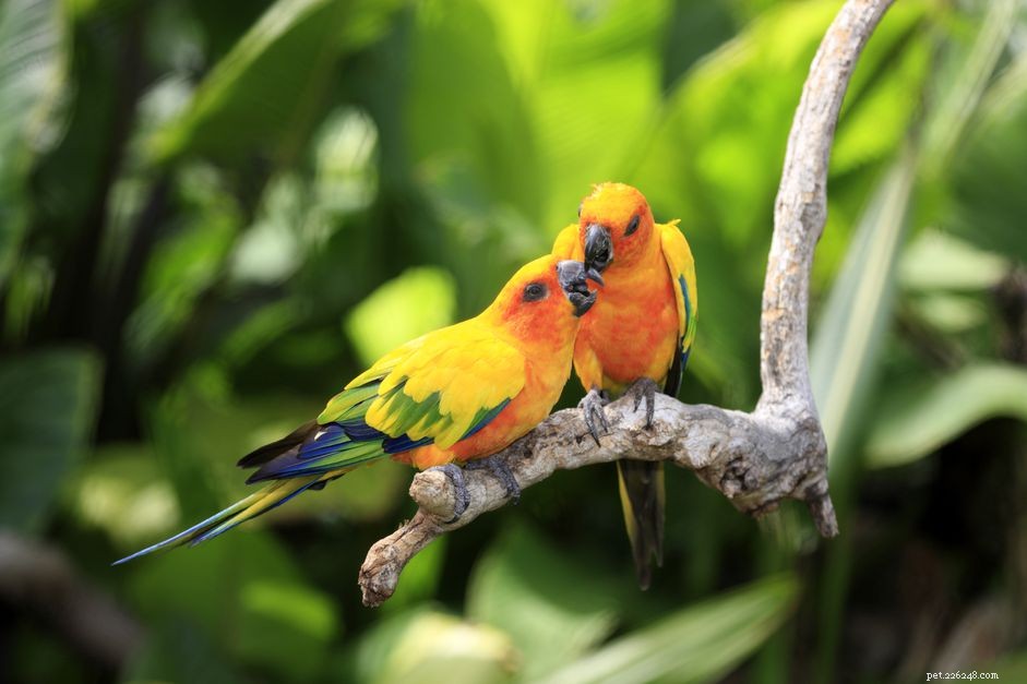 8 Best Red Birds for Your Home