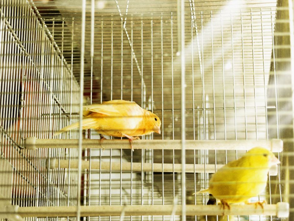 Why Sand and Concrete Perches Endanger Your Bird’s Health