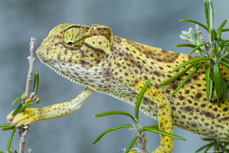 Senegal Chameleons: Care, Habitat, and Tips for Pet Owners