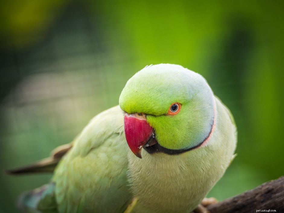 The 8 Loudest Parrots People Keep as Pets