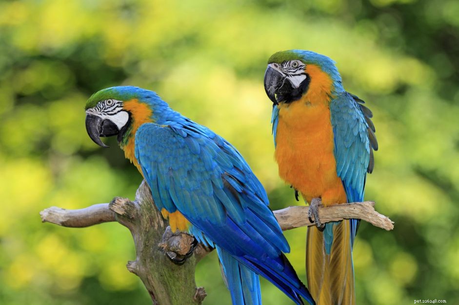 Top 8 Large Parrots for a Rewarding Pet Experience