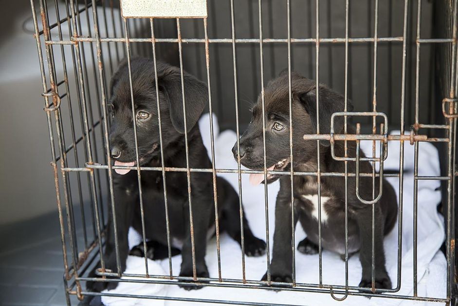 Step-by-Step Guide to Introducing Your Puppy to a Crate