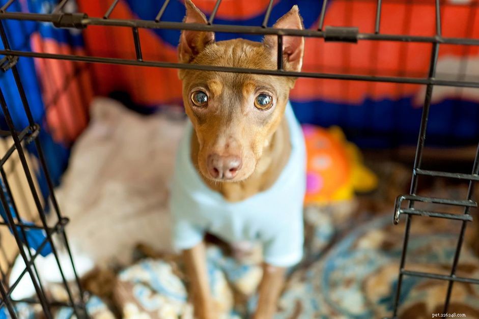 Effective Crate Training: Teach Your Dog to Calmly Enter and Stay Safe