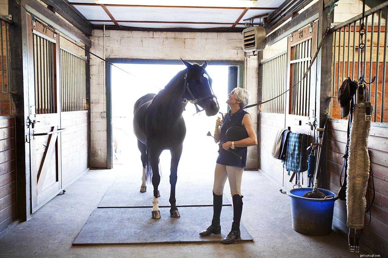 Horse Care 101: Essential Tips for Feeding, Housing, and Health