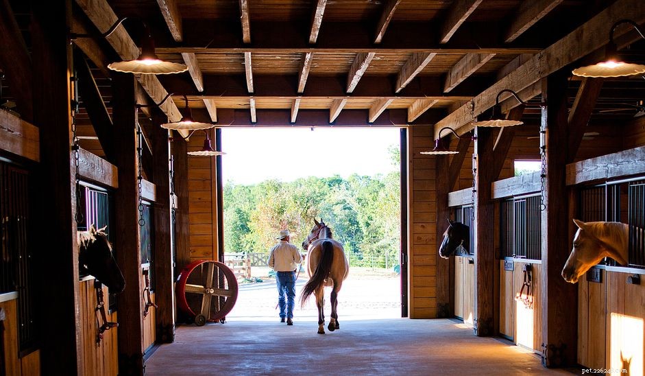 Horse Care 101: Essential Tips for Feeding, Housing, and Health