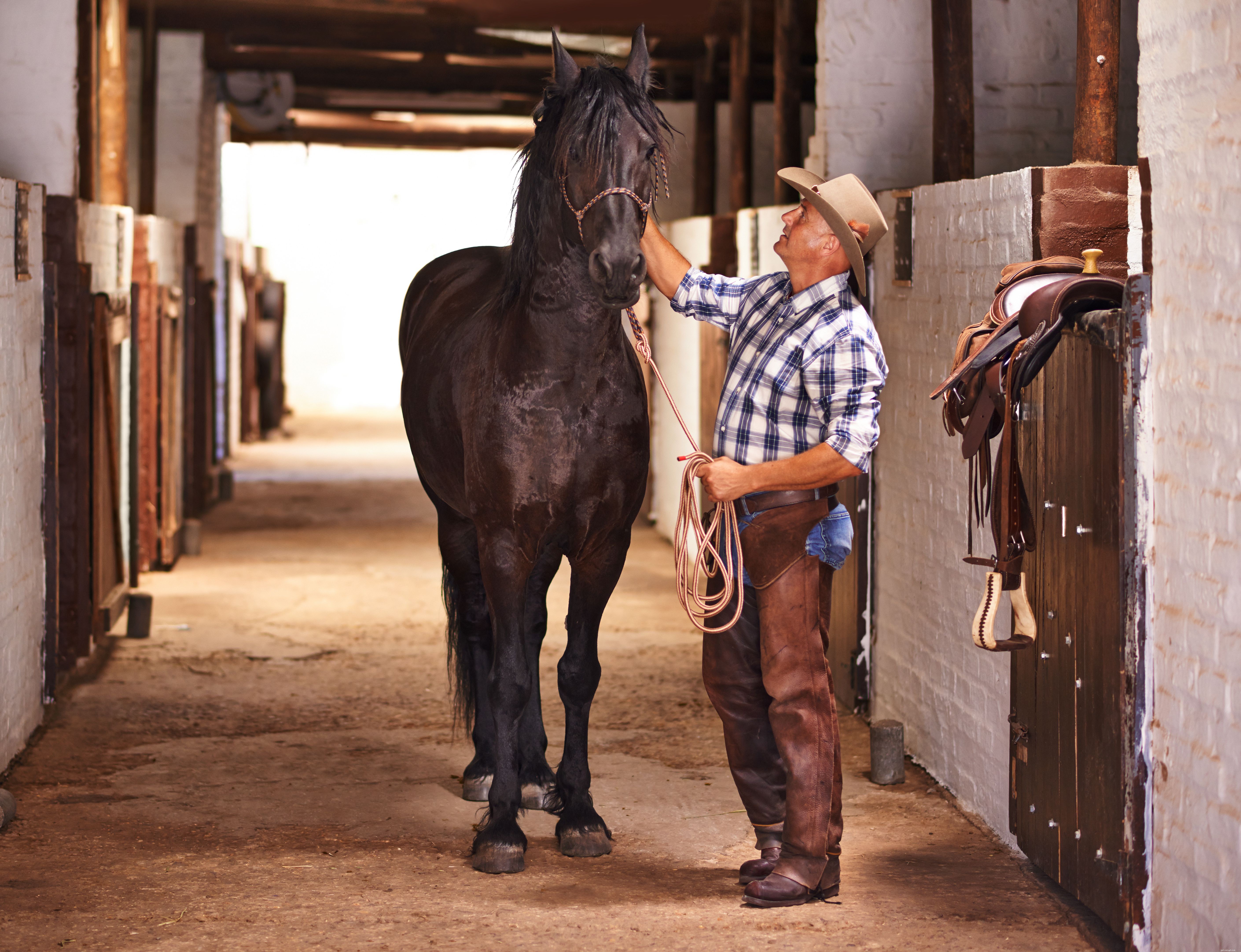 Horse Care 101: Essential Tips for Feeding, Housing, and Health