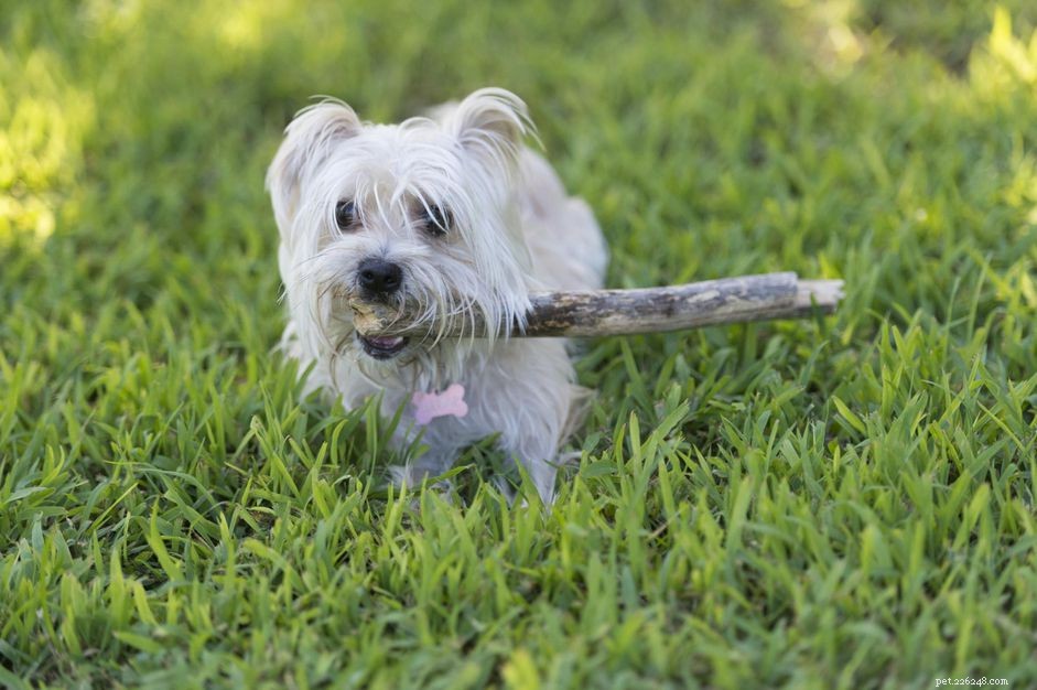 Master the Fetch Game: Step‑by‑Step Dog Training Guide