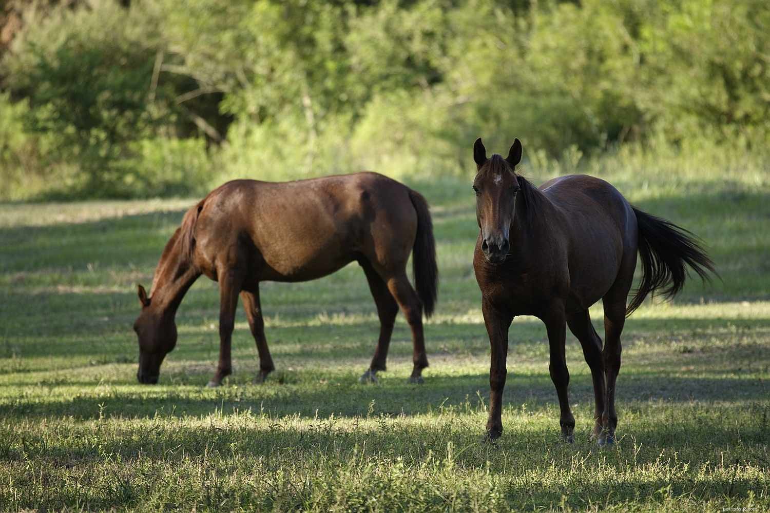 Horse Care 101: Essential Tips for Feeding, Housing, and Health