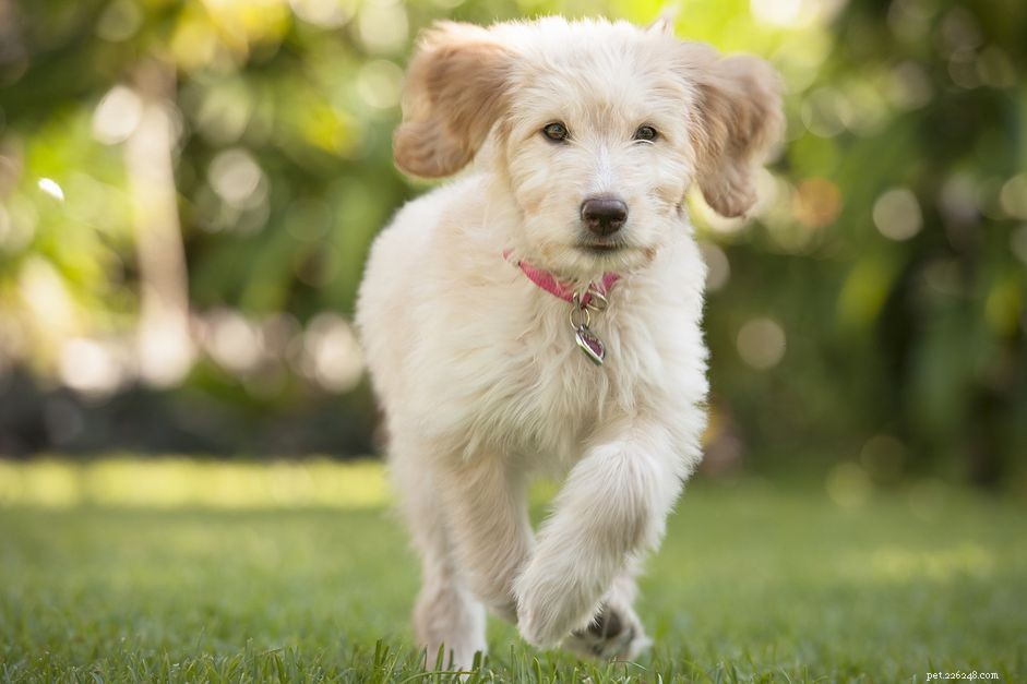 Teach Your Puppy to Respond Quickly: A Step‑by‑Step Guide to Reliable Recall