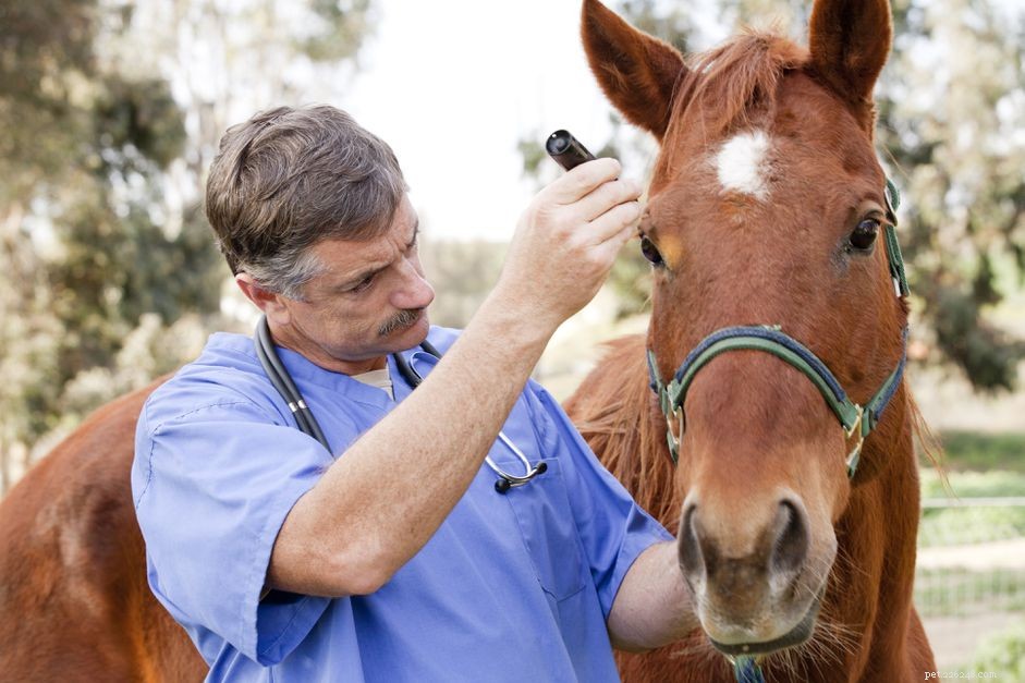 Recognizing Equine Protozoal Myeloencephalitis (EPM): Key Symptoms & Visual Guides
