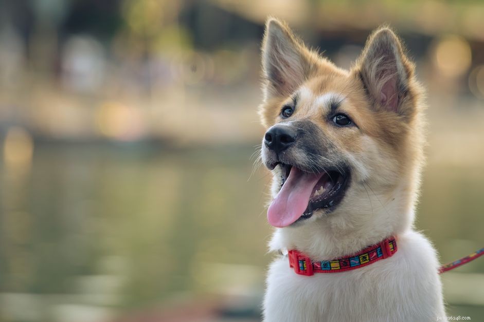 Key Milestones in Your Dog’s First Year & What to Expect Next