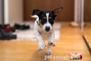 Key Milestones in Your Dog’s First Year & What to Expect Next