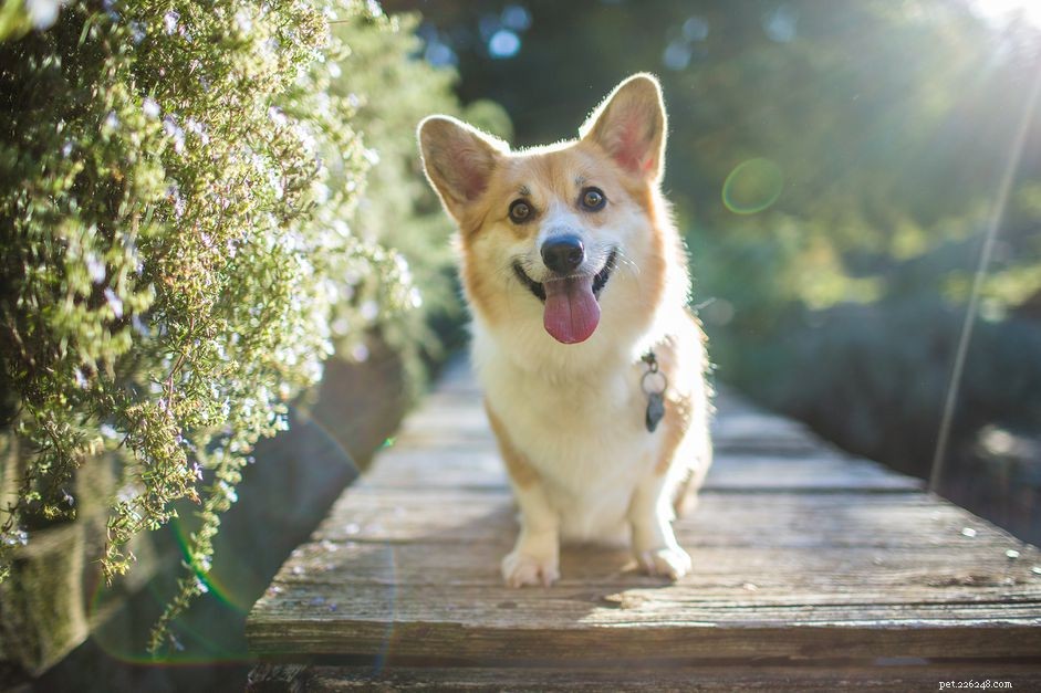 Is Vitamin D Harmful to Dogs? Safe Levels & Toxicity Signs