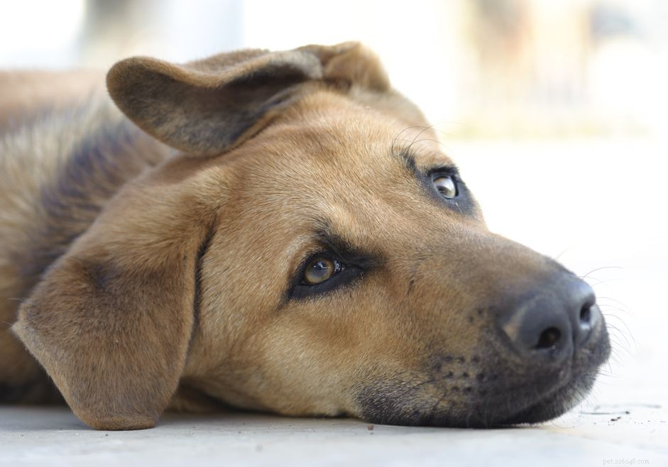 Protect Your Dog from Toxoplasmosis: Prevention & Treatment Guide