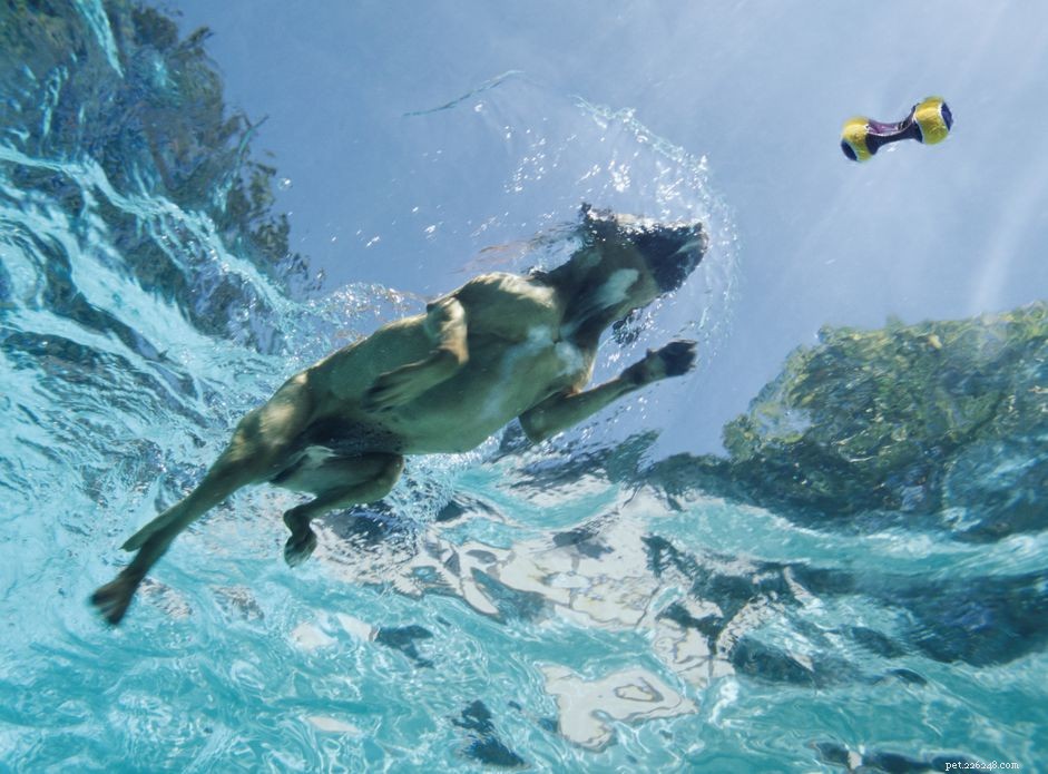 Is Chlorine Safe for Dogs? What You Need to Know