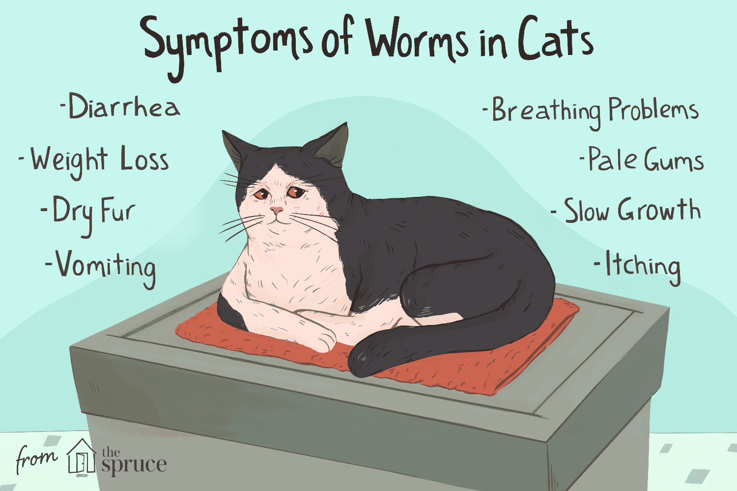 Effective Tapeworm Treatment for Cats: Safe & Proven Methods